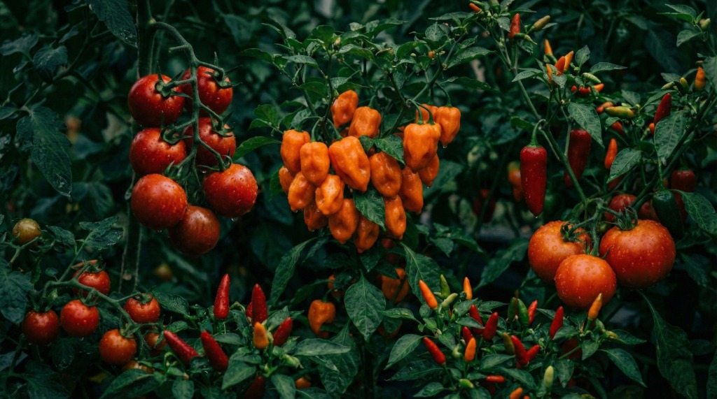 Grand Opening kampanjbanner