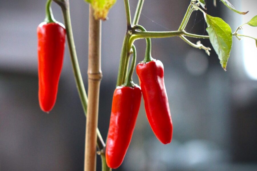 Chili Panachel – färgglada upprätta frukter på kompakt planta | TummelstaChili