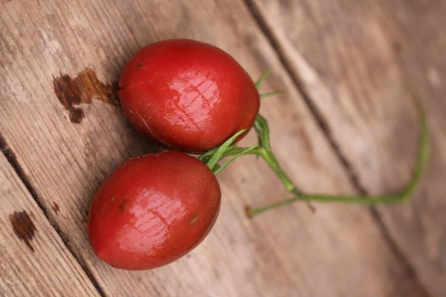 Purple Russian Plum tomatfrön – ukrainsk plommontomat med eleganta purpurfärgade frukter | Svenskodlade frön