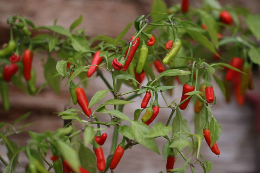 Tabasco chilifrön – små uppåtriktade röda frukter från den klassiska såschilin | TummelstaChili