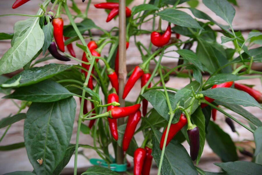 Gusto Purple chilifrön – kompakt prydnadschili med dramatisk lila till röd färgförändring | Köp hos TummelstaChili