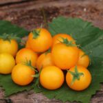 Gold Nugget / Yellow Cherry