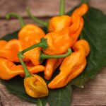 Odla Lucifer´s Dream Yellow