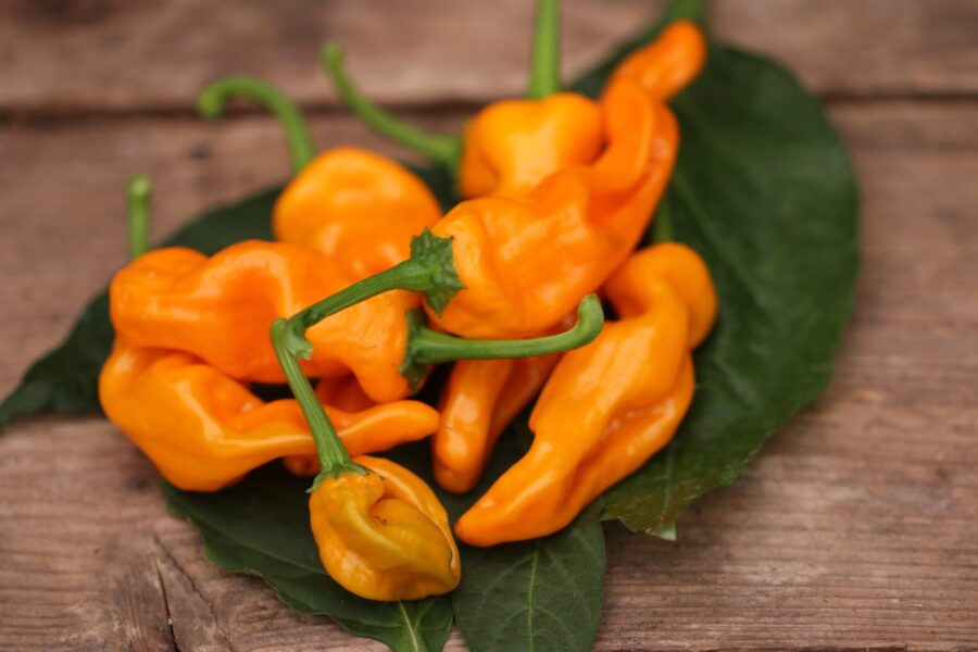 Lucifer´s Dream Yellow