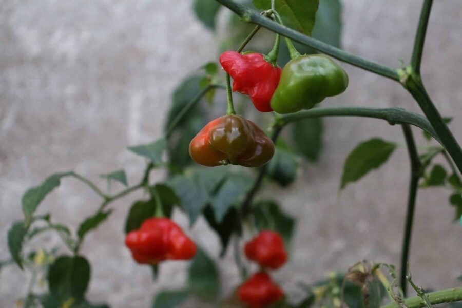 Bishops Crown chilifrön – unika kronformade röda frukter från Karibien | TummelstaChili