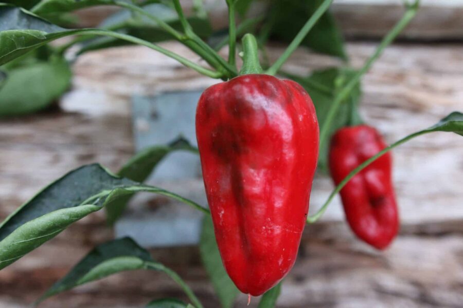 Ancho 101 poblano – klassisk mexikansk chili med stora hjärtformade frukter | Svenskodlade frön TummelstaChili