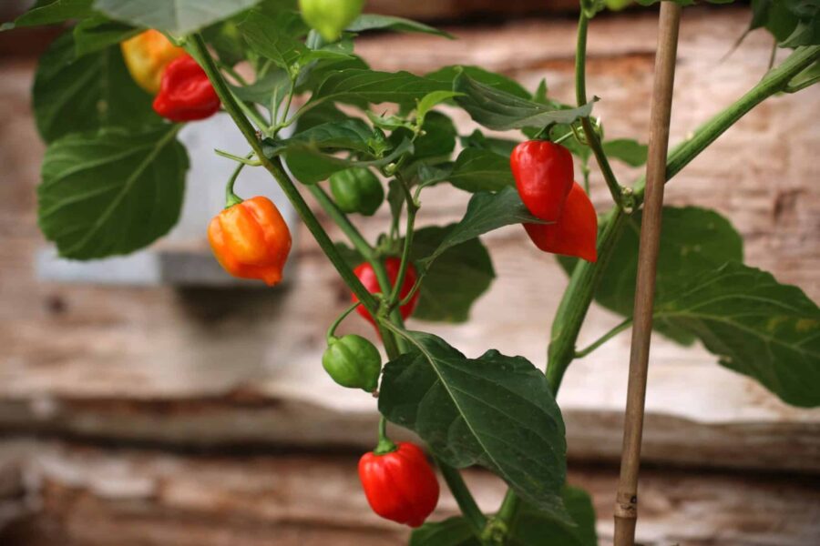 Habanero Red chilifrön – klassiska röda habanerofrukter med glansigt skal | TummelstaChili