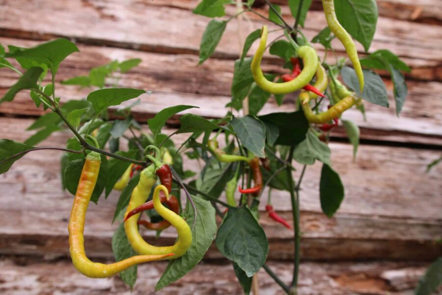Corbaci peppar – turkisk jättepeppar med långa slingrande frukter på upp till 30 cm | TummelstaChili