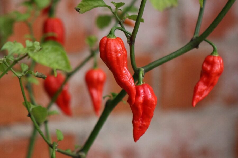Bhut Jolokia Ghost Pepper – legendarisk indisk superchili med skrynkliga frukter | TummelstaChili