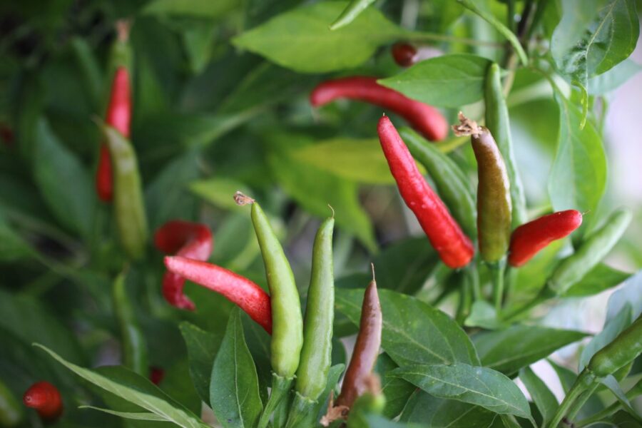 De Arbol chilifrön – långa röda frukter från mexikanska Jalisco-regionen | TummelstaChili