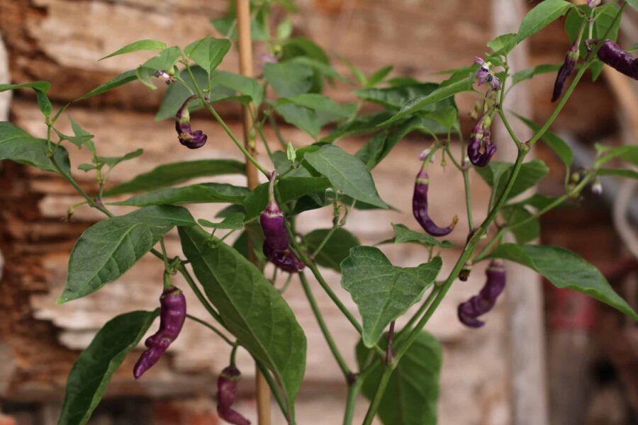 Buena Mulata chili – historisk heirloom med färgskiftning från lila till röd | TummelstaChili