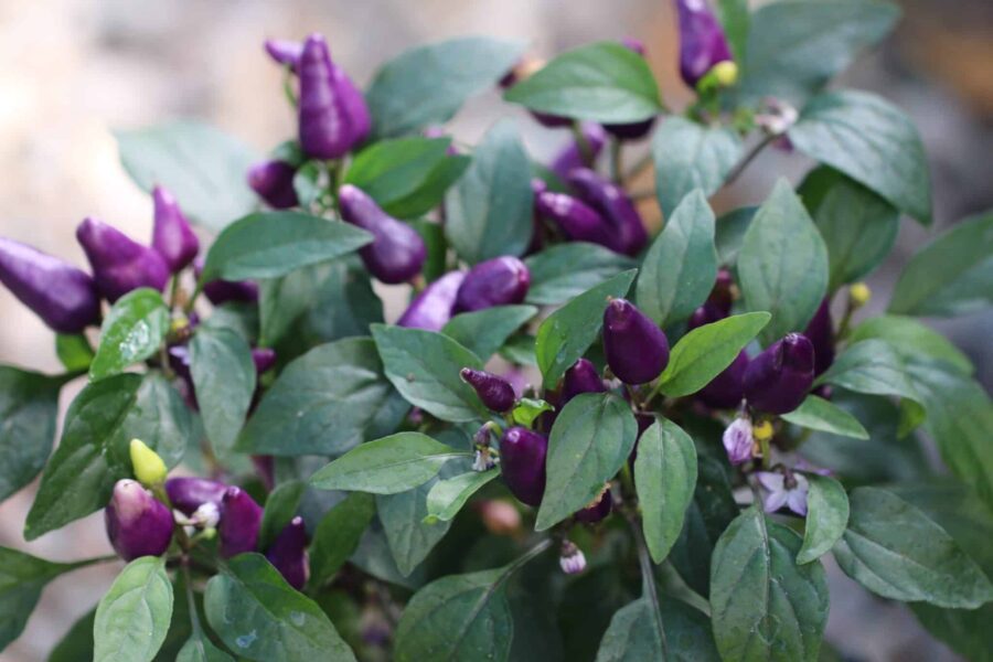 Aurora prydnadschili – färgsprakande frukter i lila, gult och rött på kompakt planta | TummelstaChili