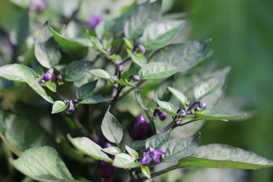 CAP 1546 chilifrön – sällsynt japansk prydnadschili med mörklila frukter | TummelstaChili