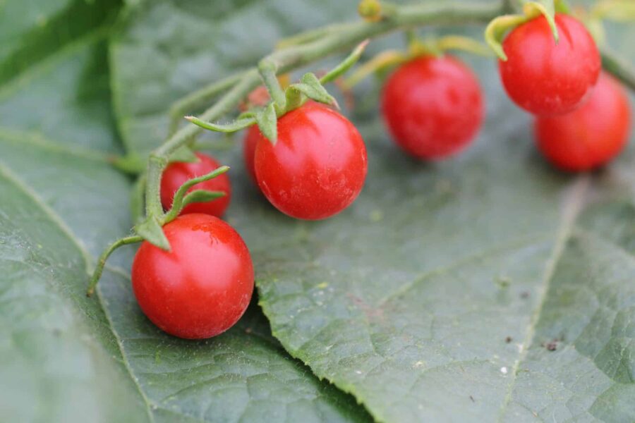 Koralik körsbärstomater – röda, runda frukter från Polen med bladmögelresistens | Svenskodlade frön