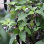 Odla Variegata/ PurpleTiger