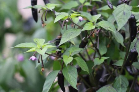 Variegata/ PurpleTiger