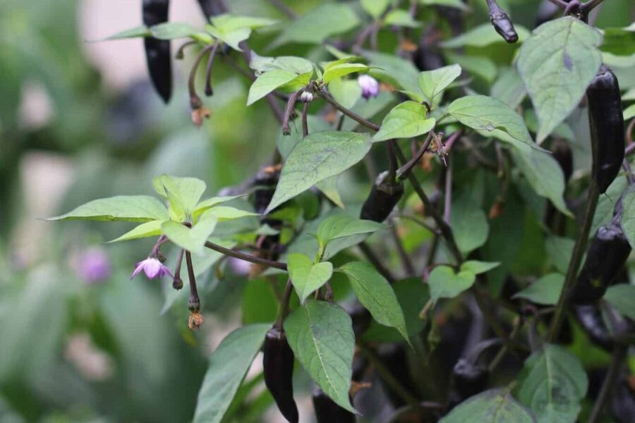 Purple Tiger chili med brokiga blad i grönt, vitt och purpur – dekorativ krukväxt | TummelstaChili