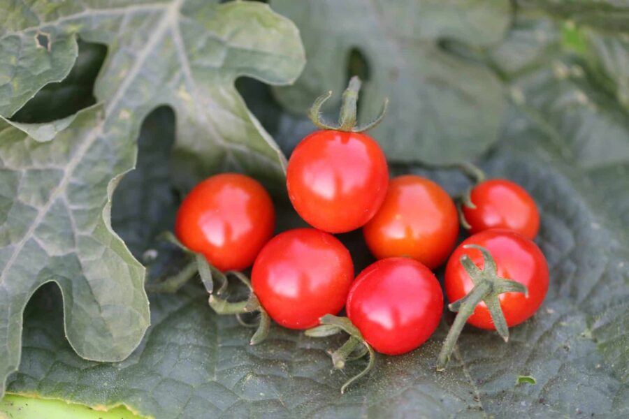 Sweetie körsbärstomater i klase – söta röda minifrukter | TummelstaChili