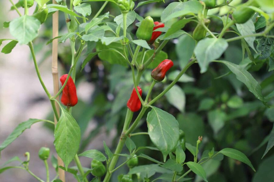 Facing Heaven chilifrön – kinesisk Sichuan-chili med uppåtriktade röda frukter | TummelstaChili