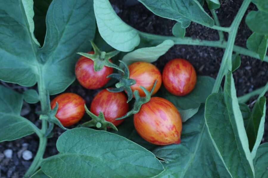 Artisan Golden Bumble Bee tomatfrön – randig gul körsbärstomat med röda ränder | TummelstaChili