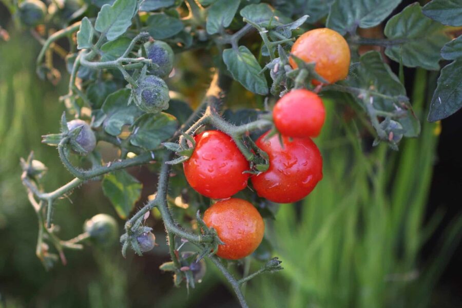 Bitontino körsbärstomater – kompakt kruktomat med intensiv smak | TummelstaChili