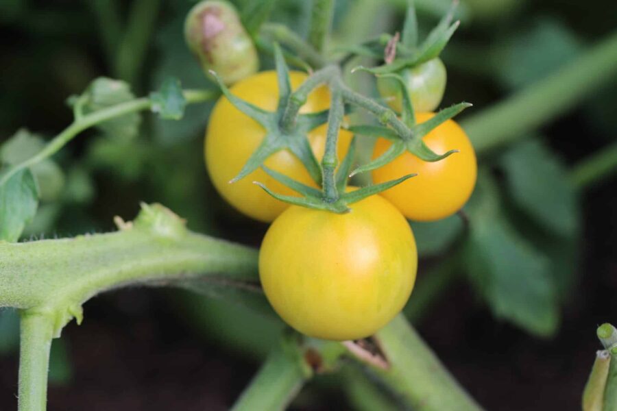 Honey Delight tomatfrön – honungssöta gula cocktailtomater | TummelstaChili