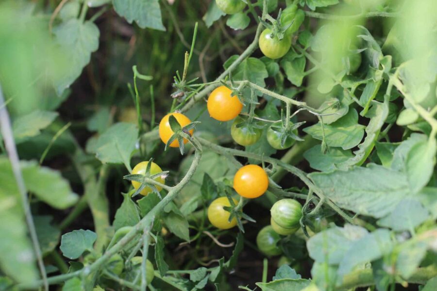 Clementine körsbärstomat med vackra orange frukter i klasar | Svenskodlade frön