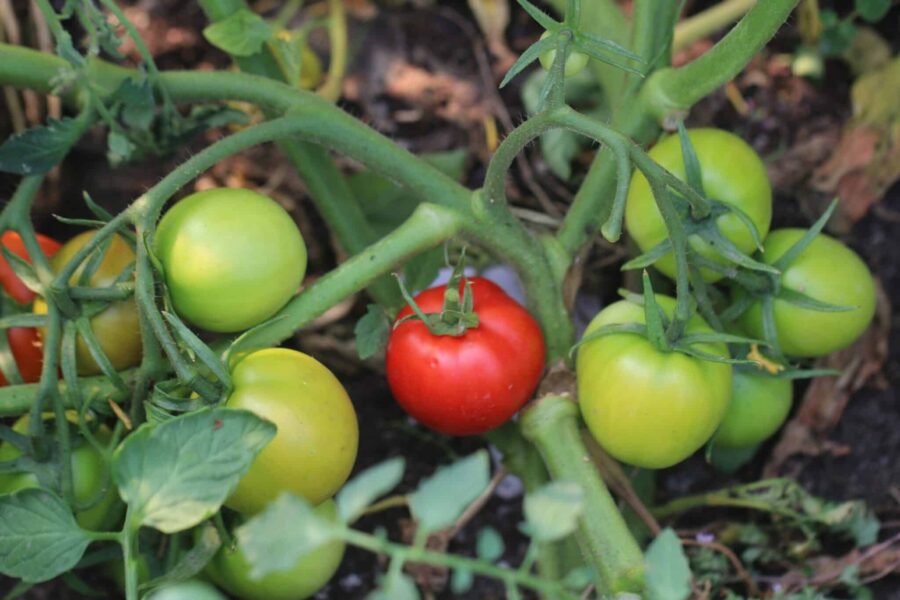 Fireworks tomat med vackra röda frukter – tidig och produktiv sort | TummelstaChili