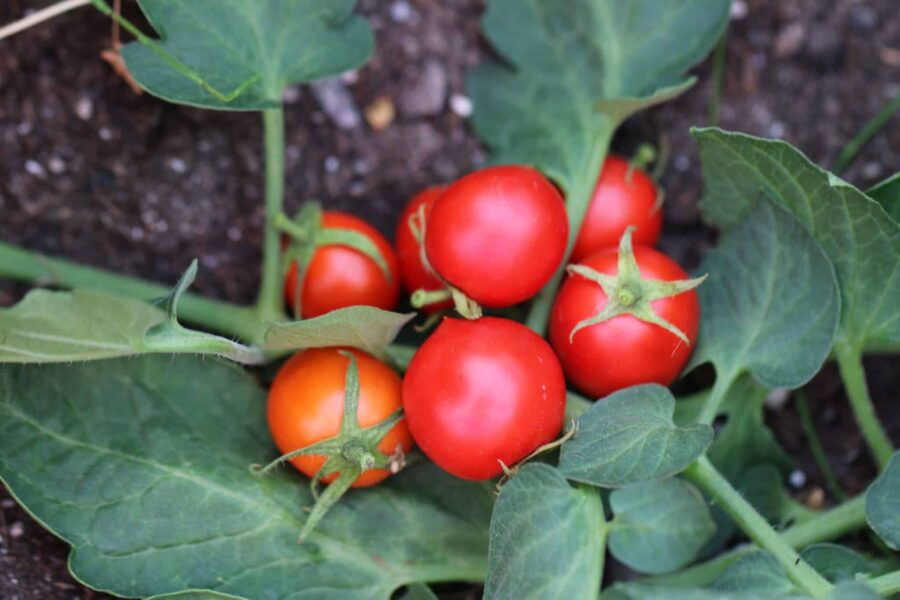 Pomidor karlowy frön – polsk dvärgtomat för krukodling med röda körsbär | TummelstaChili
