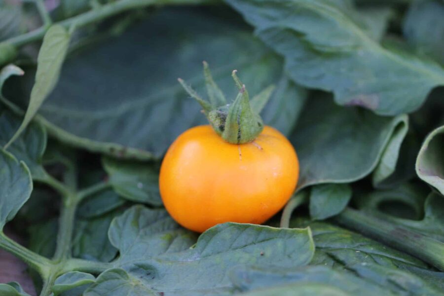 Old German tomatfrön – historisk bikolorad bifftomat från 1850-talets mennoniter | TummelstaChili