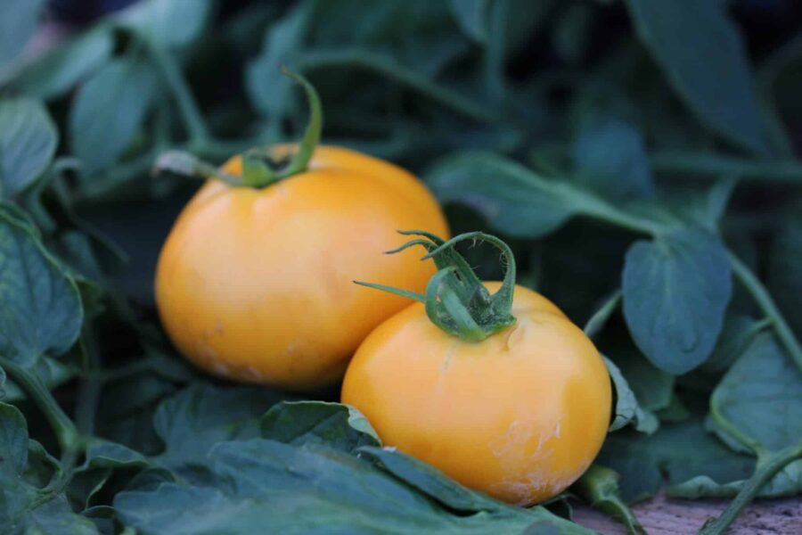 Jantar tomatfrön – polsk gul tomat med stor frukt som bärnsten | TummelstaChili