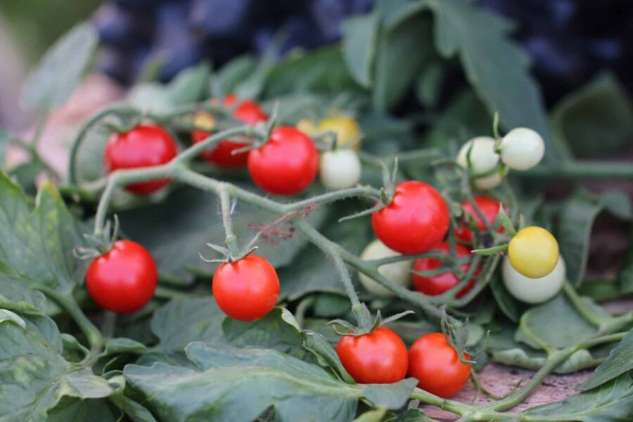 Pokusa tomatfrön – polsk körsbärstomat med söta röda frukter i klase | TummelstaChili