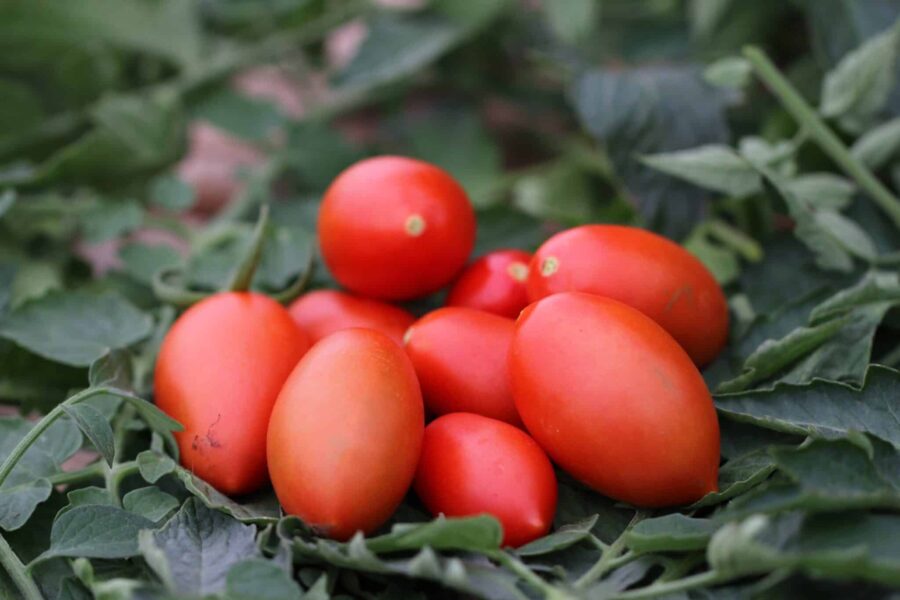 Blumko tomatfrön – röd tomat för svenska odlingsförhållanden | TummelstaChili