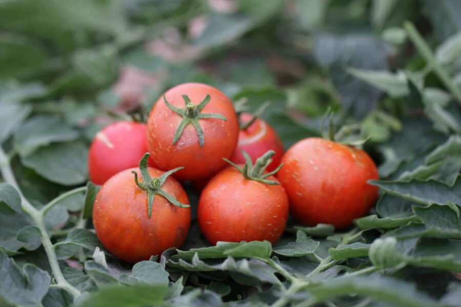 Ailsa Craig tomatfrön – skotsk arvsort från 1908 med röda frukter | TummelstaChili
