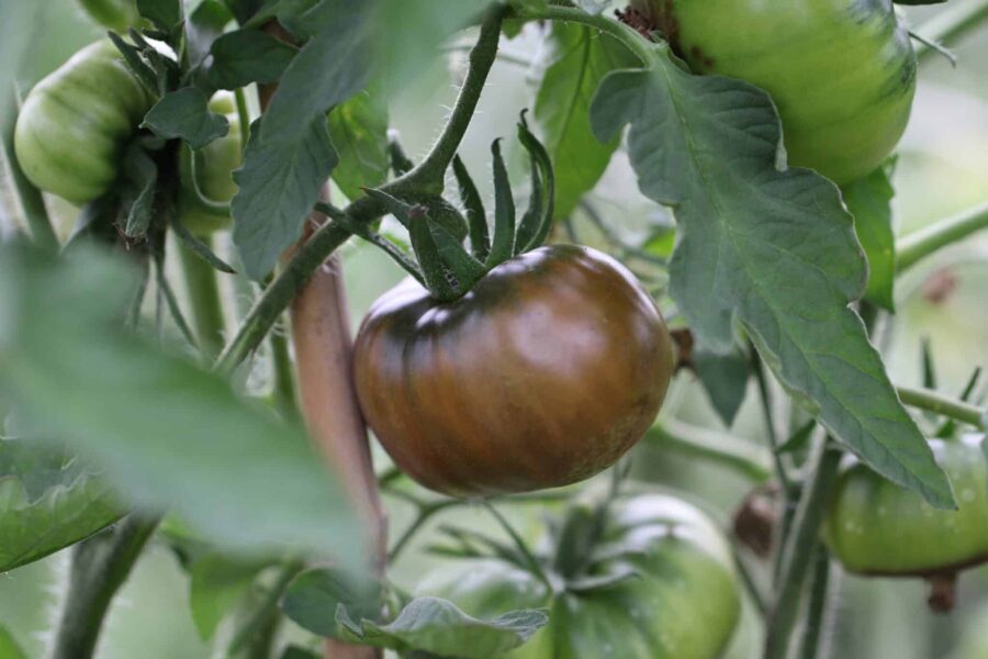 Black from Tula tomatfrön – rysk bifftomat med mörk chokladbrun färg och rökig smak | TummelstaChili
