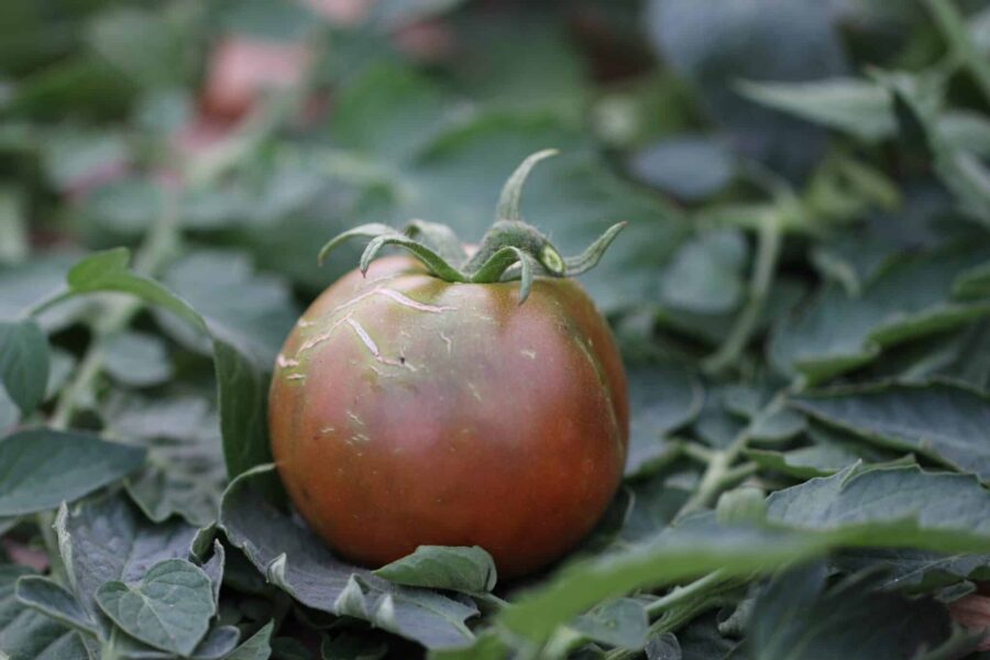 Black Truffle tomatfrön – japansk päronformad tomat med dramatisk svart färg | Köp hos TummelstaChili
