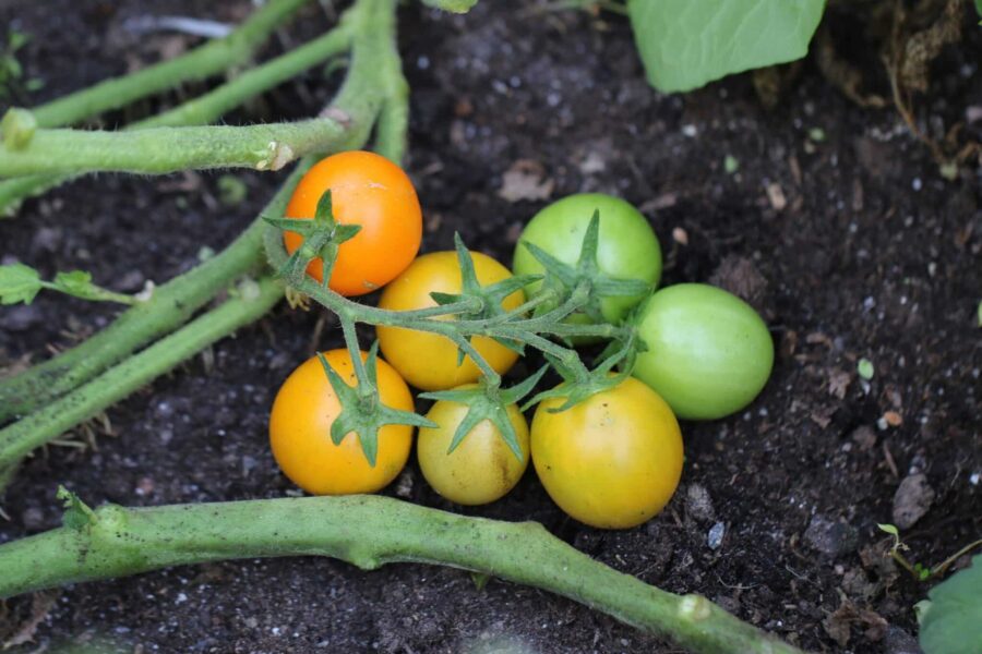 Sundrop tomatfrön – gul körsbärstomat med oval form och solskensglad färg | Svenskodlade frön