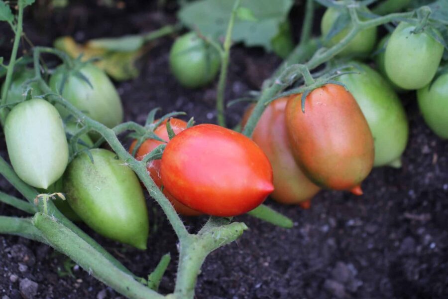 Denar tomatfrön – högavkastande frilandstomat med fyrkantiga röda frukter | TummelstaChili