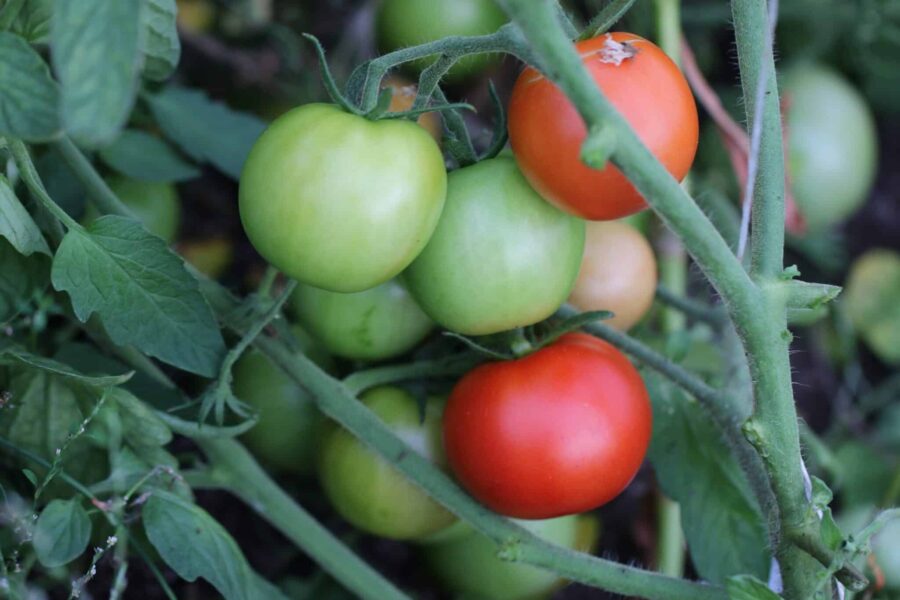 Bohun tomatfrön – svensk tidig busktomat med röda runda frukter | Svenskodlade frön