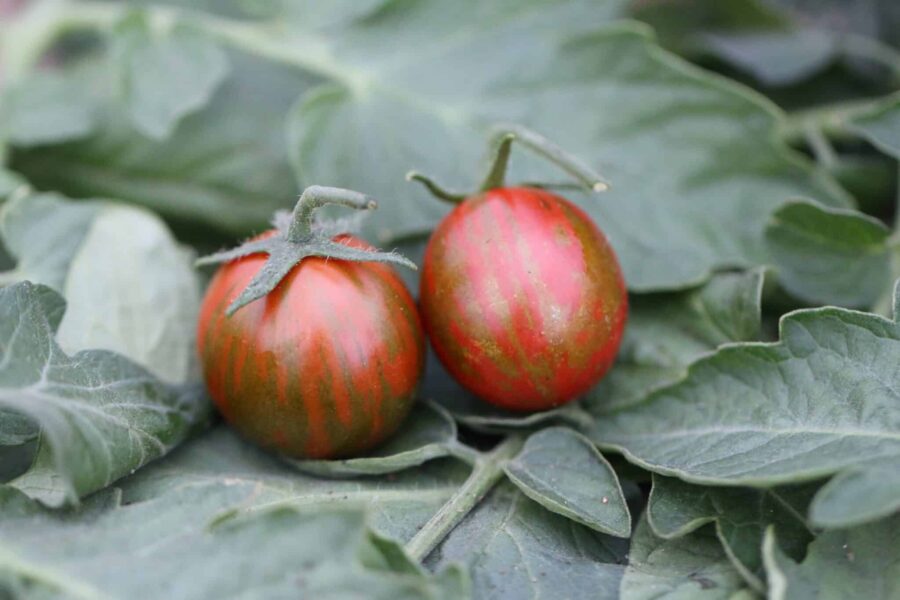 Tiger tomatfrön – slovakisk randig tomat med röda och gula ränder | TummelstaChili