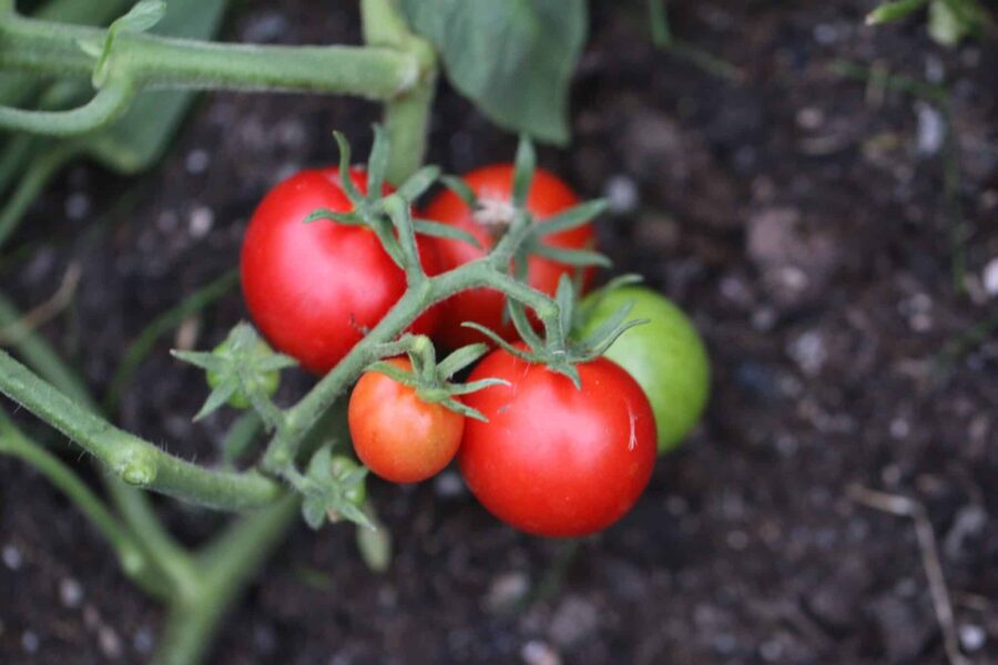 Matina tomatfrön – tysk tidig cocktailtomat med intensiv smak | Svenskodlade frön