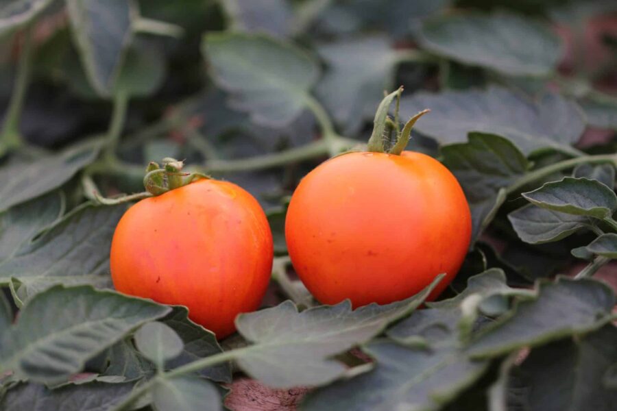 Oranže tomatfrön – tjeckisk sort med orangea frukter på kompakt buske | TummelstaChili