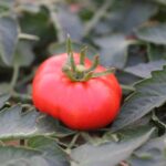 Marmande Superprecoce