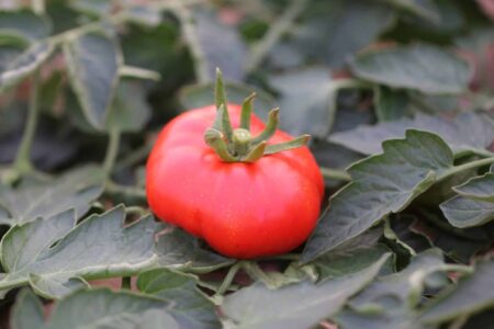 Marmande Superprecoce