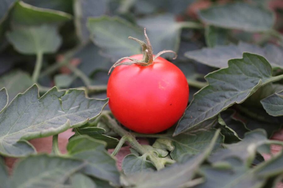 Tamina tomatfrön – tysk klassiker med bladmögelresistans och pålitliga skördar | TummelstaChili