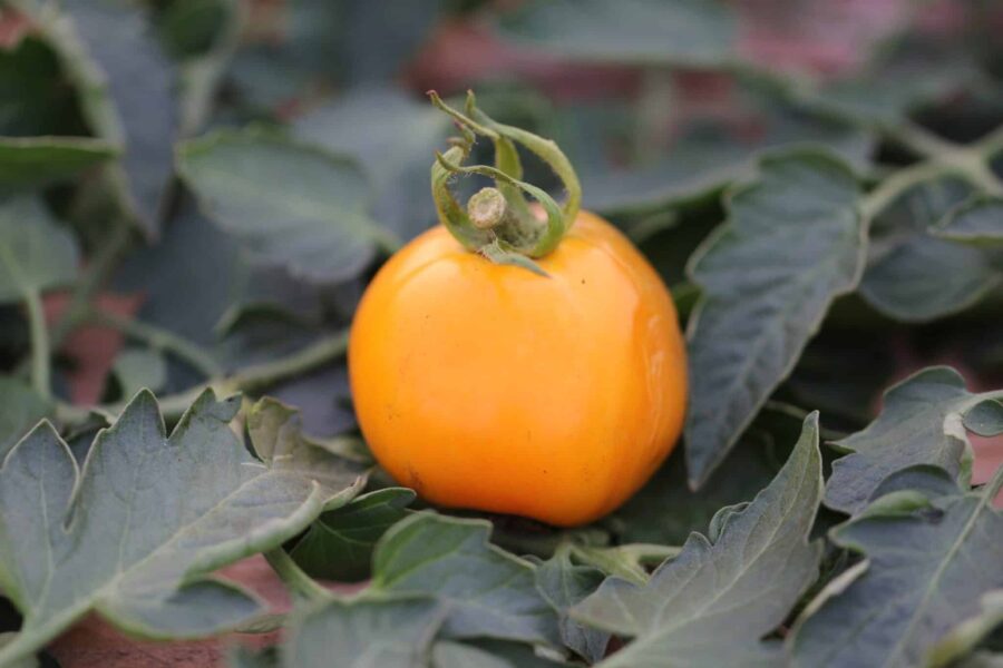 Jubilee tomatfrön – gul prisbelönt heirloom-bifftomat från 1943 med söt, mild smak | TummelstaChili