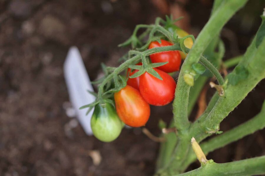 Radana tomatfrön – tjeckisk päronformad cocktailtomat med söta klasar | TummelstaChili