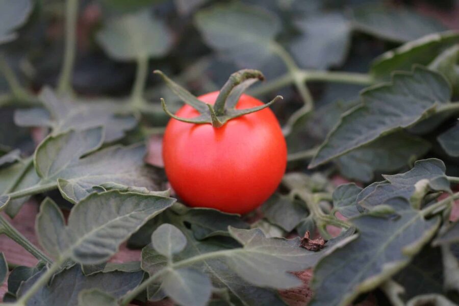 Bolstar Granda tomatfrön – sjukdomsresistent röd växthustomat | TummelstaChili