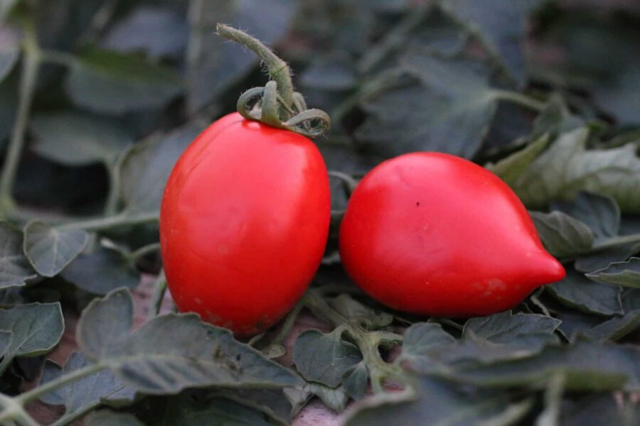 Big Mama tomatfrön – stor röd plommontomat för såstillverkning | Svenskodlade frön