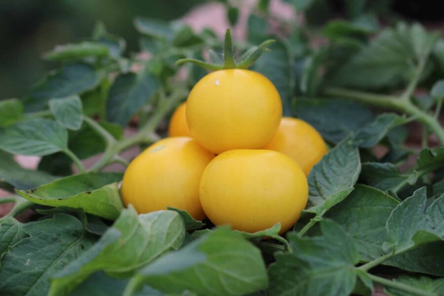 Goldene Königin tomatfrön – historisk tysk sort med gula frukter från 1886 | Svenskodlade frön